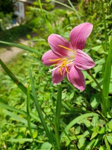 A single pink flower is prominently displayed, with six delicate petals that have a slight sheen.