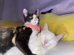 Calico kitten wearing a pink star-patterned bow looking at the camera, resting beside a sleeping white cat.