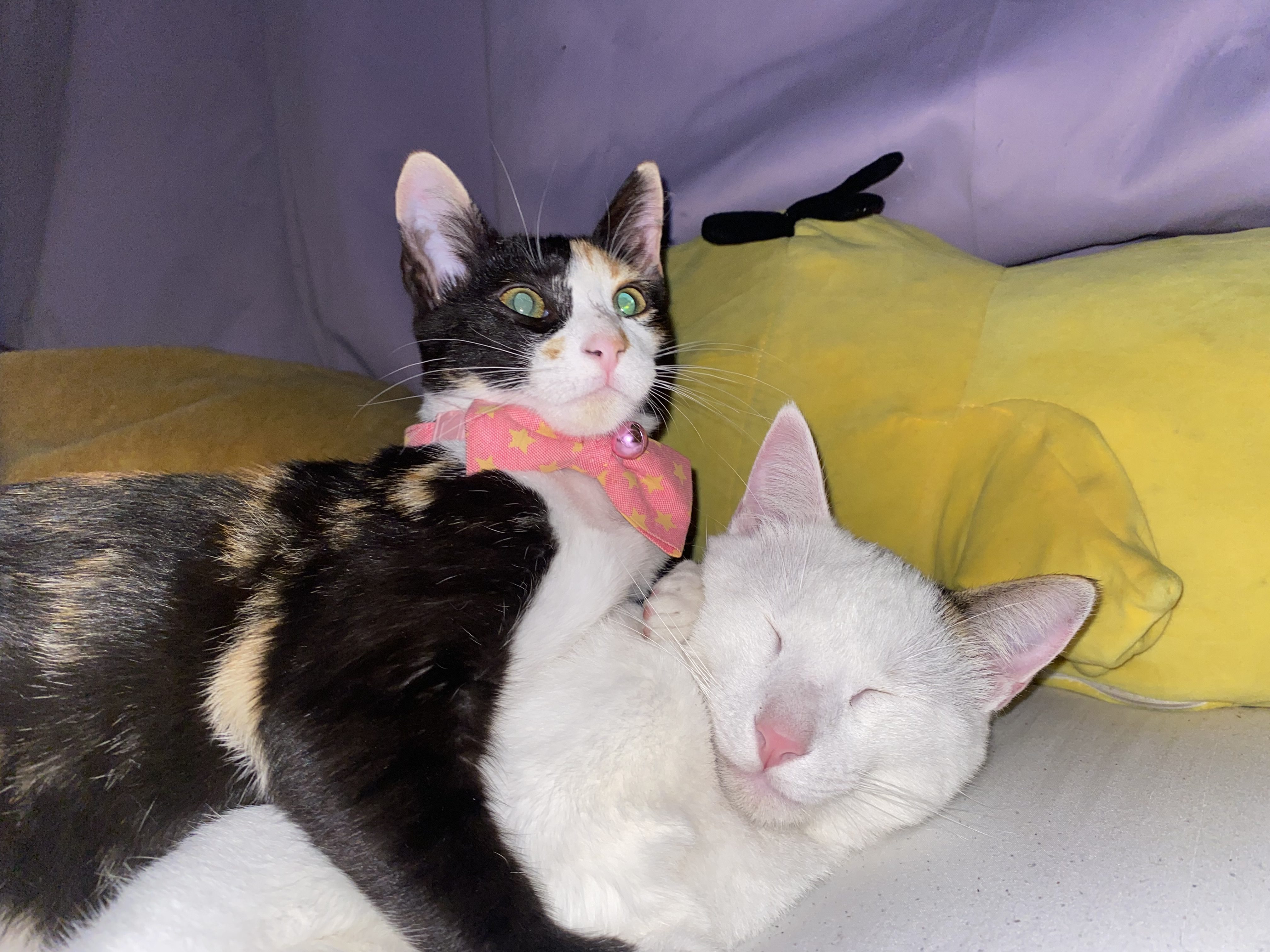 Calico kitten wearing a pink star-patterned bow looking at the camera, resting beside a sleeping white cat.