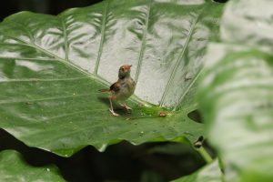 A small, brown bird stands on a large green leaf. The leaf is wet with droplets of water, reflecting the surrounding foliage.
