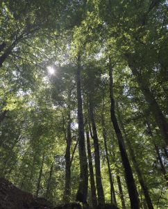 Tall trees in a dense green forest with sunlight shining through the leafy canopy.
