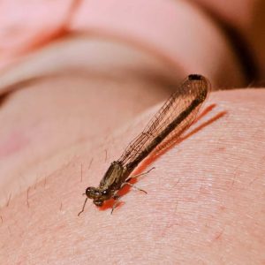 close up of a dragonfly standing on a persons arm