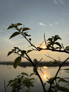 A peaceful sunrise over calm water, with green leaves in the foreground and soft golden light in the sky.

