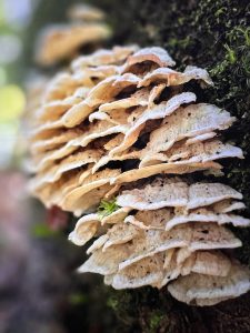 Dense cluster of overlapping cream-colored shelf fungi growing in tiers on a moss-covered tree trunk, photographed during mushroom season on Cerro Chirripó, Costa Rica