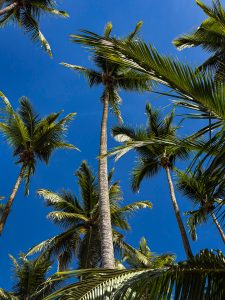 
Palm trees on Tortuga Island, Costa Rica.