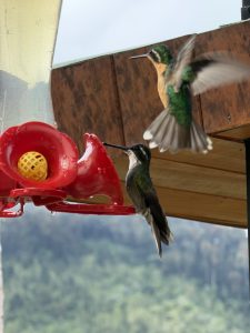 Two hummingbirds at a red nectar feeder, one hovering with wings spread and the other perched on the feeder rim.