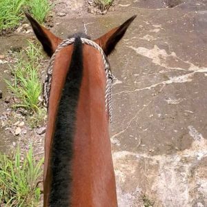 A horse seen from the back as if riding it while walking through a trail