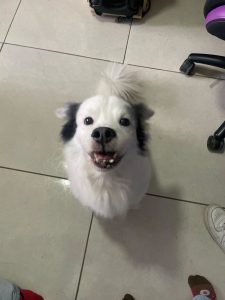 A cheerful small dog with fluffy white fur and black markings on its ears and around its eyes is looking up with a big smile.