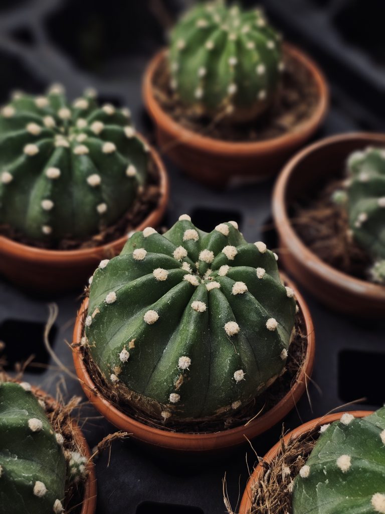 A close-up of a small round cactus in a clay pot, showing its neat ribs and soft white spots. The blurred background keeps the focus on the beautiful plant. Captured in Palazhi, Kozhikode, Kerala.