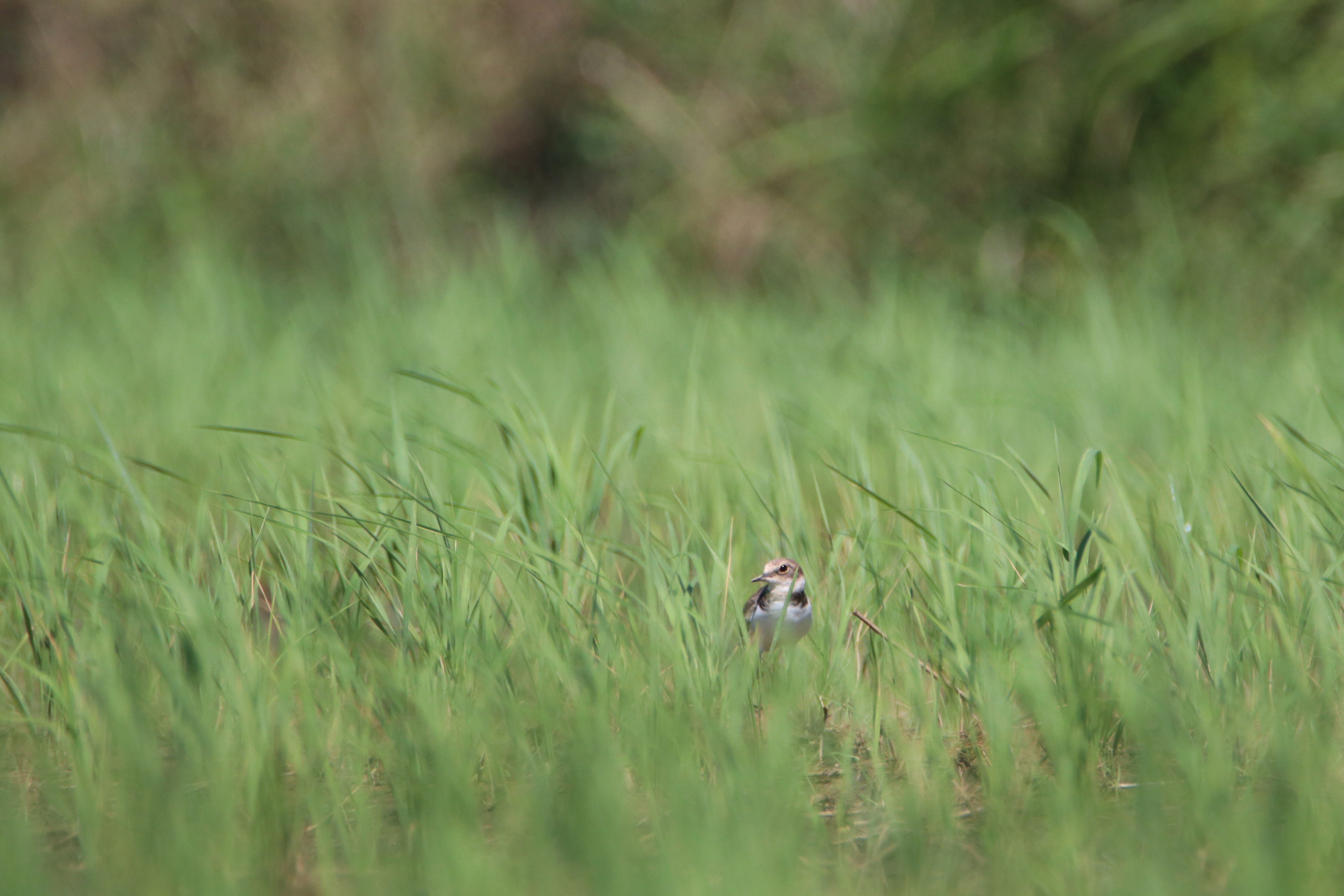 An eye-level photograph of a little ringed plover stands among green rice leaves. The rice leaves are slightly higher than the plover as it's been planted by the former not long ago.