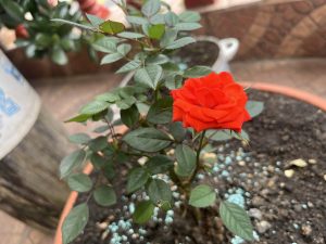 
A vibrant red rose blooms prominently on a small green plant in a terracotta pot.