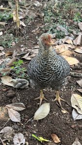 A mother hen and chick rest on the ground filled with dry grey leaves.
