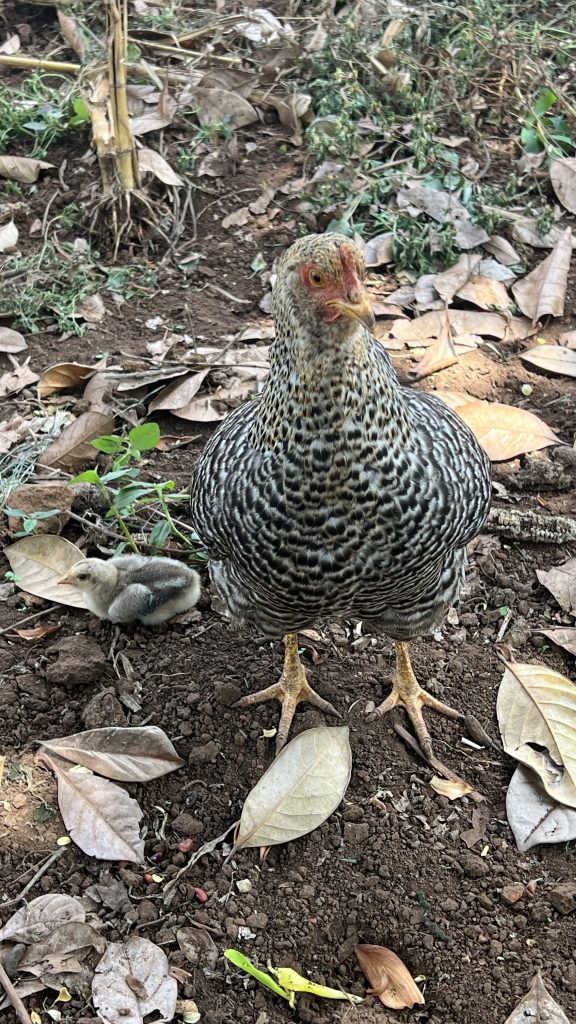 A mother hen and chick rest on the ground filled with dry grey leaves.