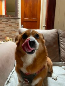 
A playful dog with a reddish-brown coat and white markings is sitting on a soft, light-colored couch. 