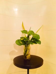 A leafy green plant arrangement in a clear glass vase with water and pebbles, resting on a small dark round table against a warm light-colored tiled wall.