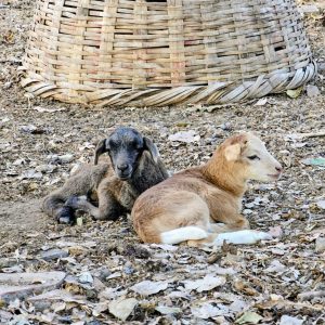 Two young animals, a black lamb and a light brown calf, are lying close together on a ground covered with dried leaves. 