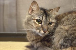 A tabby cat with yellow eyes is lying on its front paws. Only the upper half of its body is visible, with its striped fur clearly shown. The background is softly blurred in gray tones, keeping the focus on the cat.