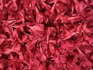 A dense cluster of bright red flower petals with smooth, glossy surfaces.