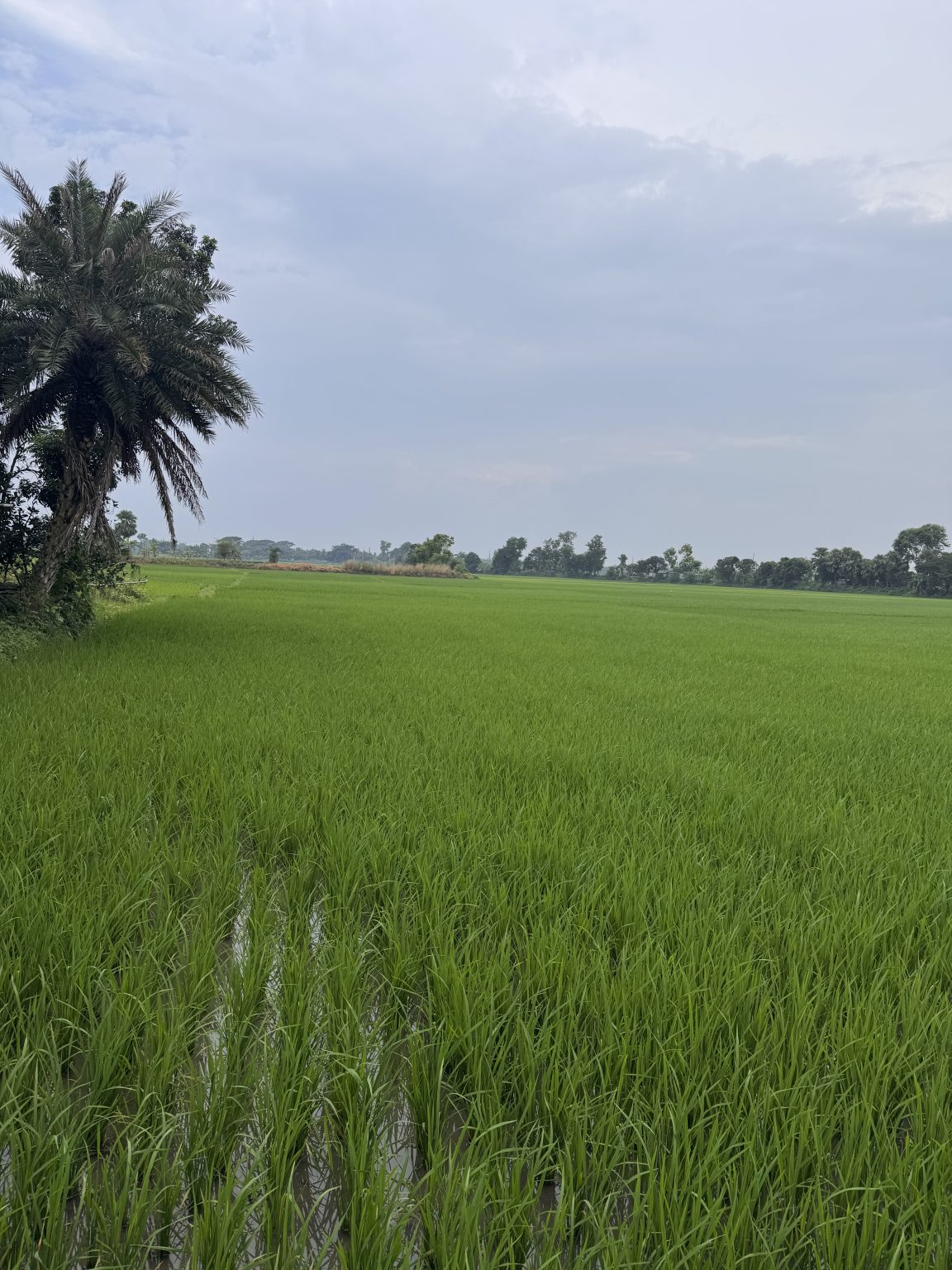Expansive green rice field with several palm trees scattered throughout the landscape.
