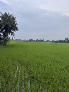 Expansive green rice field with several palm trees scattered throughout the landscape.