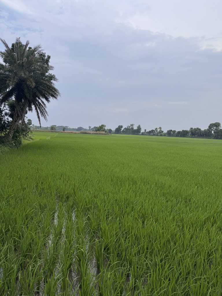 Expansive green rice field with several palm trees scattered throughout the landscape.