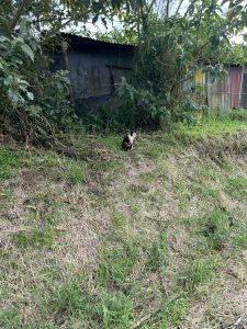 
In a grassy area surrounded by greenery, a cat sits peacefully on the ground. The cat has a mix of black, orange, and white fur, showcasing a calico pattern
