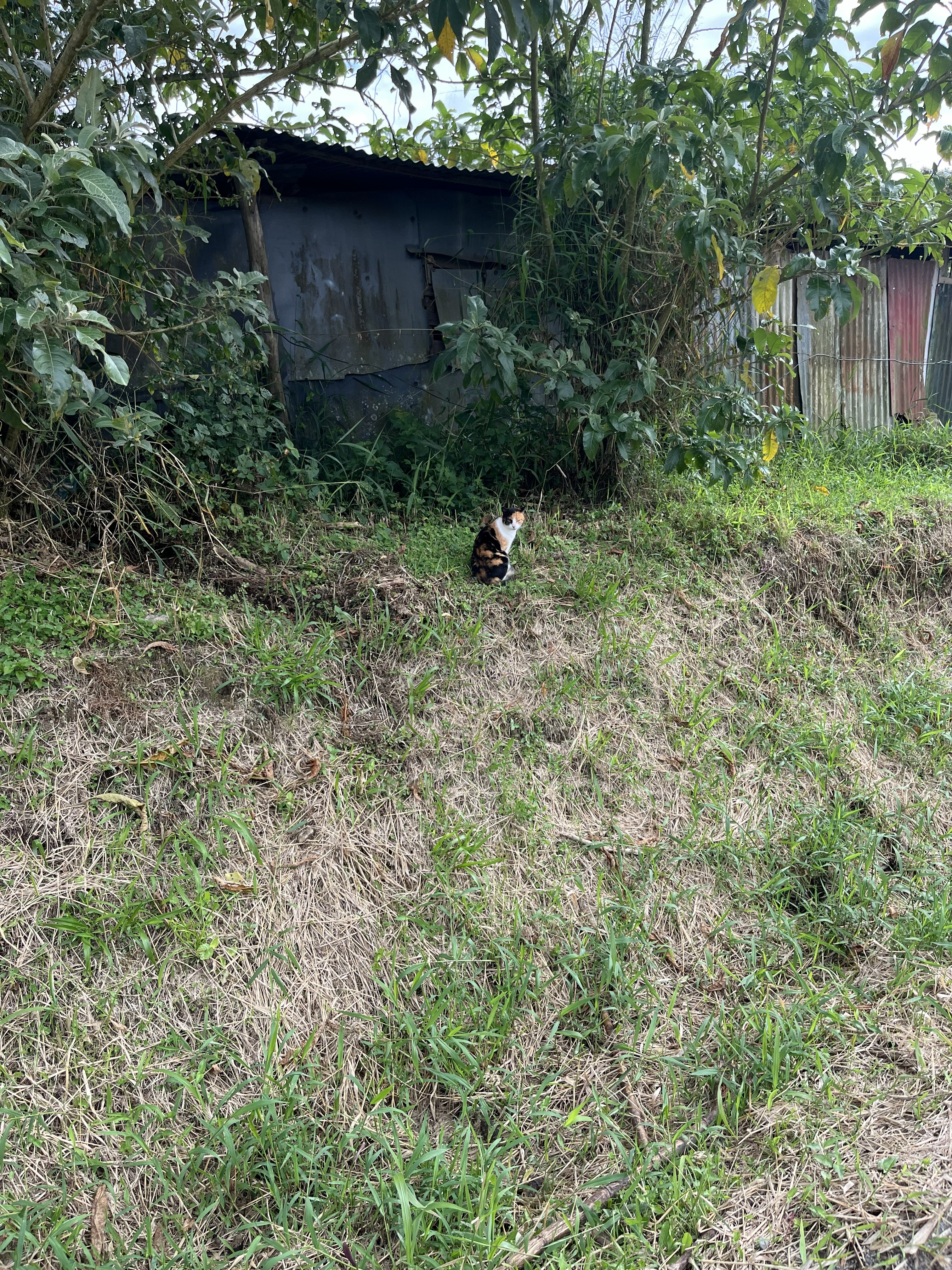 In a grassy area surrounded by greenery, a cat sits peacefully on the ground. The cat has a mix of black, orange, and white fur, showcasing a calico pattern