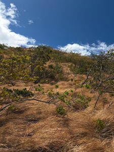 Dry mountain landscape covered with golden grass, scattered shrubs, and small trees beneath a vivid blue sky with bright white clouds.
