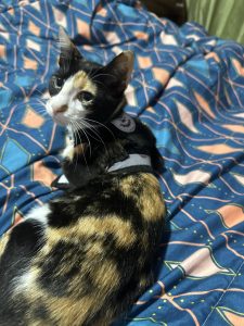 Tortoiseshell cat wearing a harness, looking to the side while lying on a blue patterned blanket.