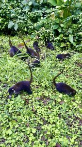 Coati family in tropical undergrowth, Costa Rica