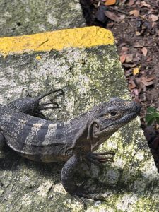 
A lizard at Punta Leona, Costa Rica.