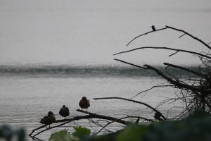 Three ducks are resting on a weathered branch extending into calm water at lower part of the frame. On the top right corner, a Common Kingfisher is perched on a thin. branch. Their silhouettes add to the quiet mood of the image. The foreground shows dark lotus flower with hints of green.