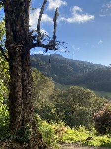 A moss-covered tree trunk frames a view of forested green mountains and hillside meadows under a blue sky with scattered clouds, with pink flowering shrubs visible in the lower right.
