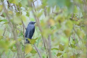 Seen through treen leaves, a Black-winged Cuckooshrike perched on a branch. It's tail is blocked by the blurred leaves in the foreground.