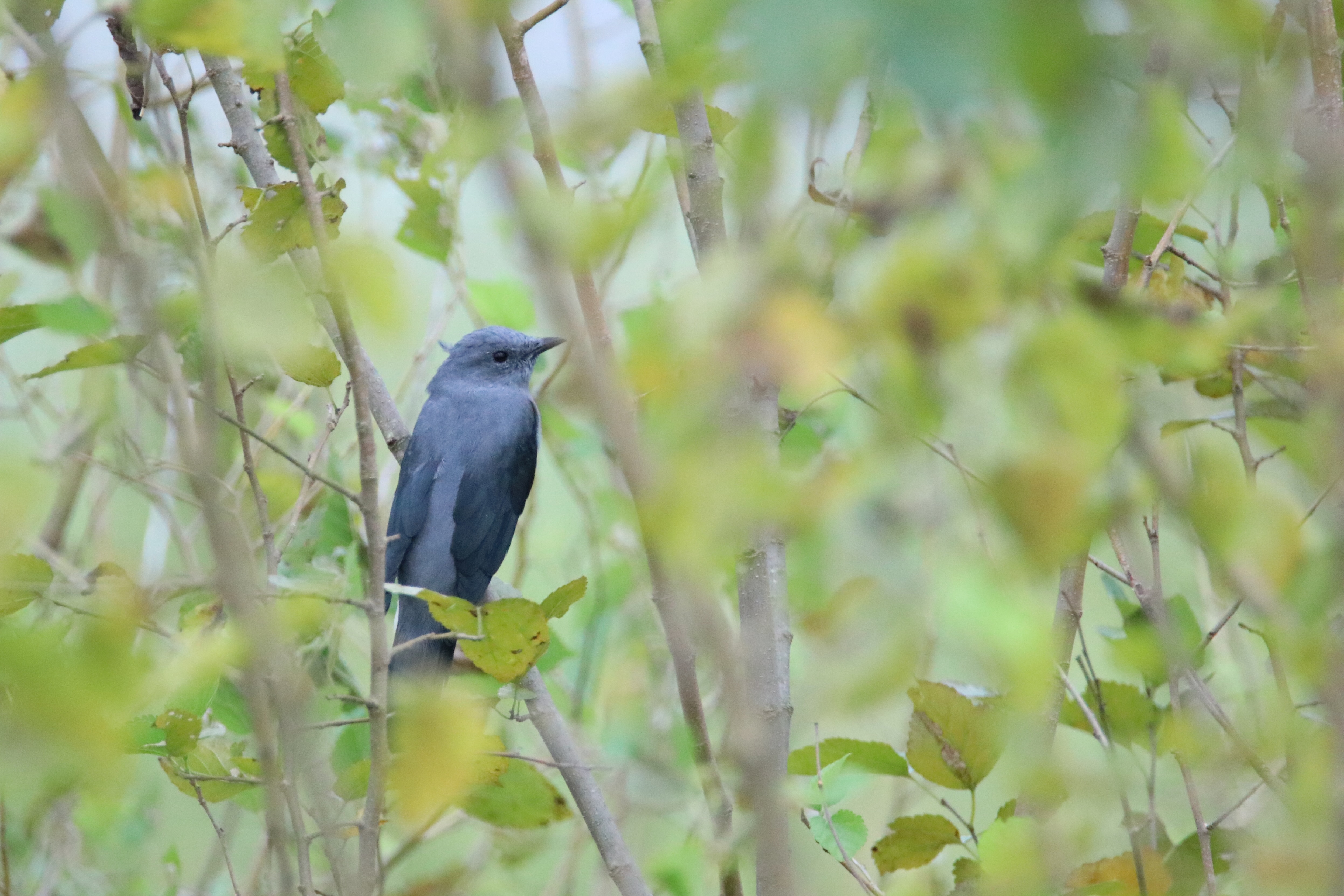 Seen through treen leaves, a Black-winged Cuckooshrike perched on a branch. It's tail is blocked by the blurred leaves in the foreground.