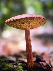 
Close-up of a wild bolete mushroom on the forest floor in Cerro Chirripó, Costa Rica.
