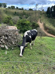 
A cow grazing in a green rural landscape with trees and hills.