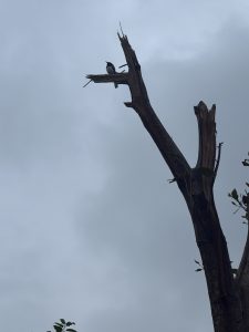 Bird perched on a bare tree branch against an overcast sky.
