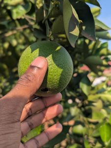 A hand holding a large green orange growing on a tree branch.
