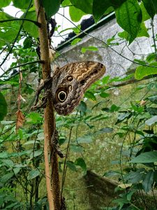 
A brown butterfly resting on green leaves.
