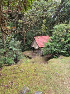 Rustic wooden cabin with a red roof surrounded by moss, ferns, and dense forest vegetation.