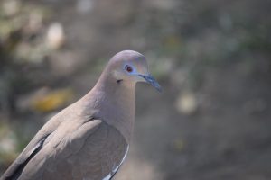 
A close-up of a bird with a sleek, slender body and a smooth, rounded head. Its feathers are a soft shade of brown, transitioning to a slightly lighter hue on the neck and chest. 