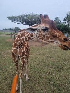 Large giraffe walking toward the camera in a green open area, with a broad tree in the background.