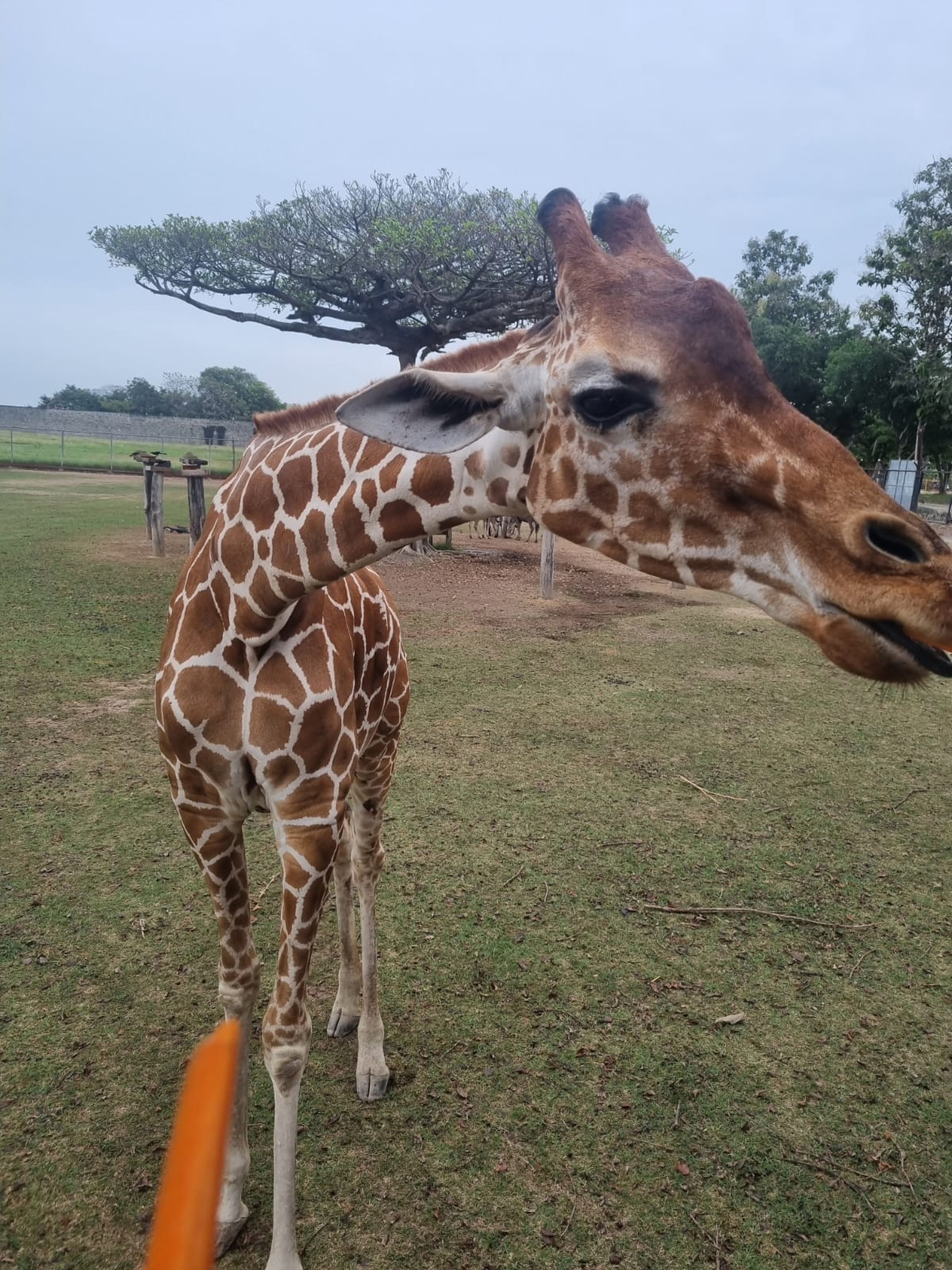 Large giraffe walking toward the camera in a green open area, with a broad tree in the background.