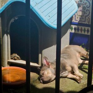 Sleeping French Bulldog basking in the sun in a garden, viewed from inside a house