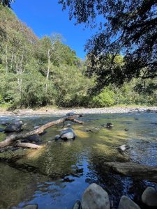 
A clear river with rocks, trees, and green plants on a sunny day.