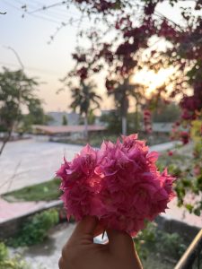 
A hand holds a cluster of vibrant pink flowers against a backdrop of a setting sun.