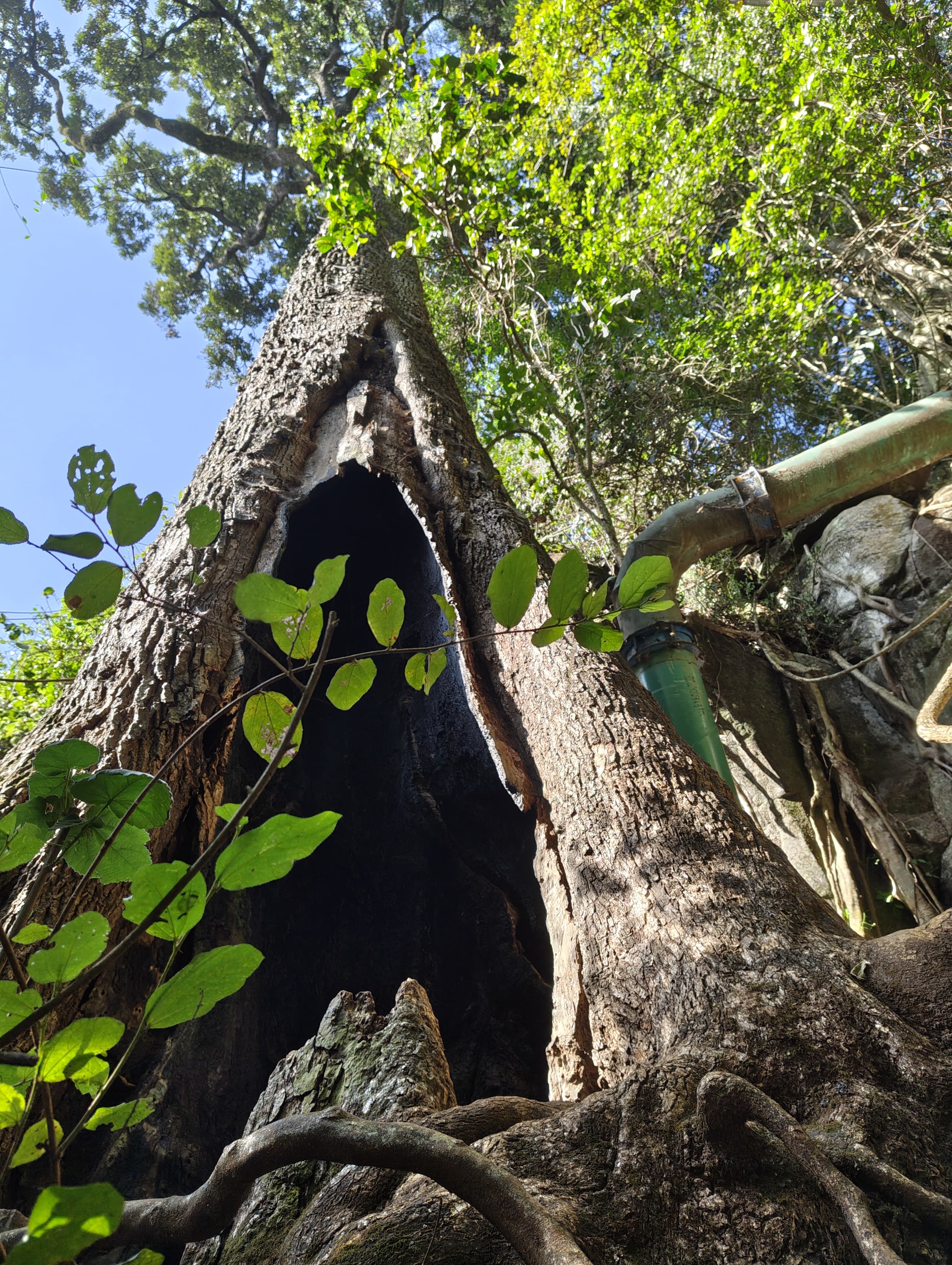 A tall tree with a large hollow trunk stands in a lush green forest with sunlight shining through the leaves.