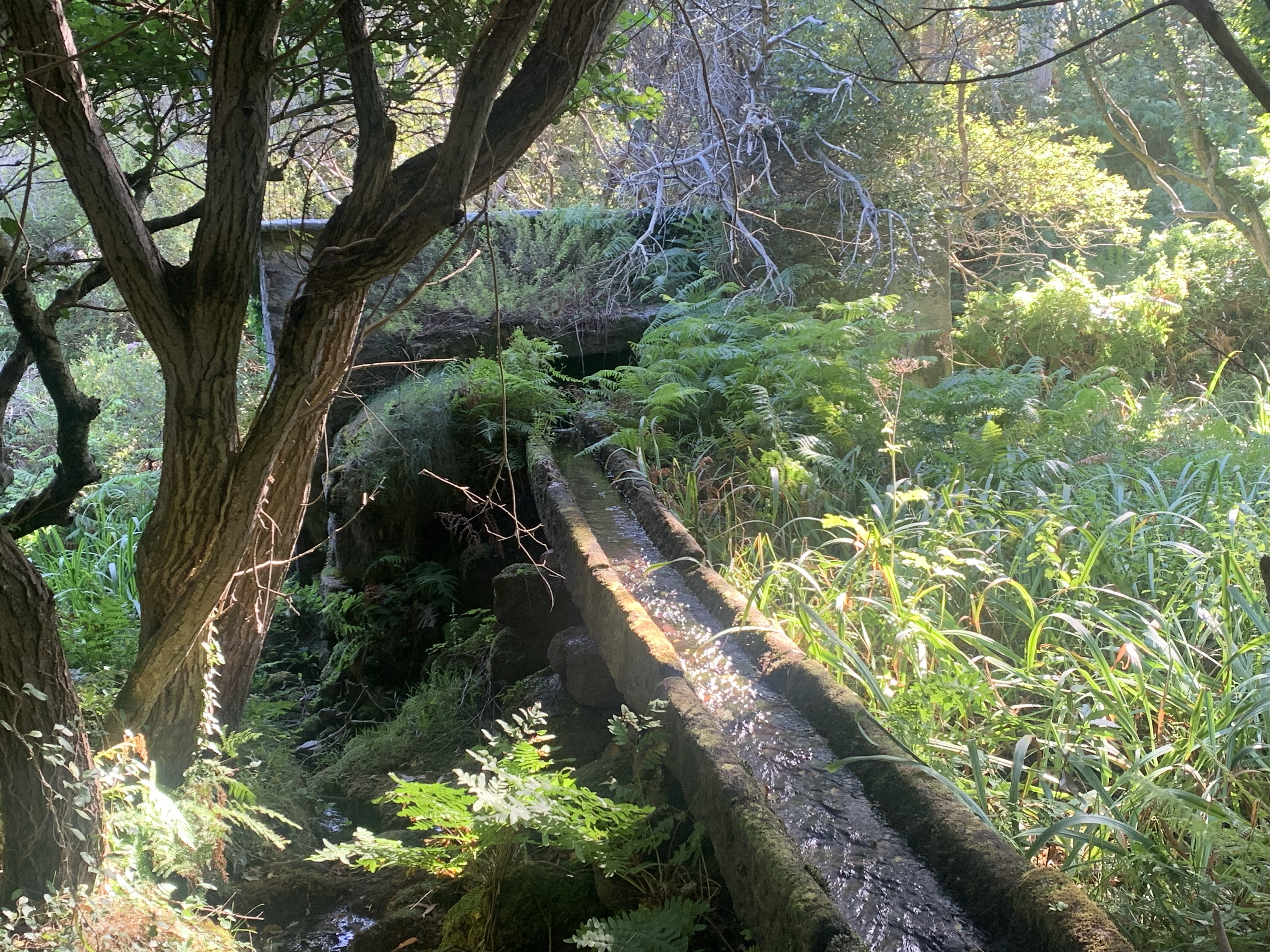 Traditional stone water channel carrying a stream through a dense, sunlit forest surrounded by ferns and trees.