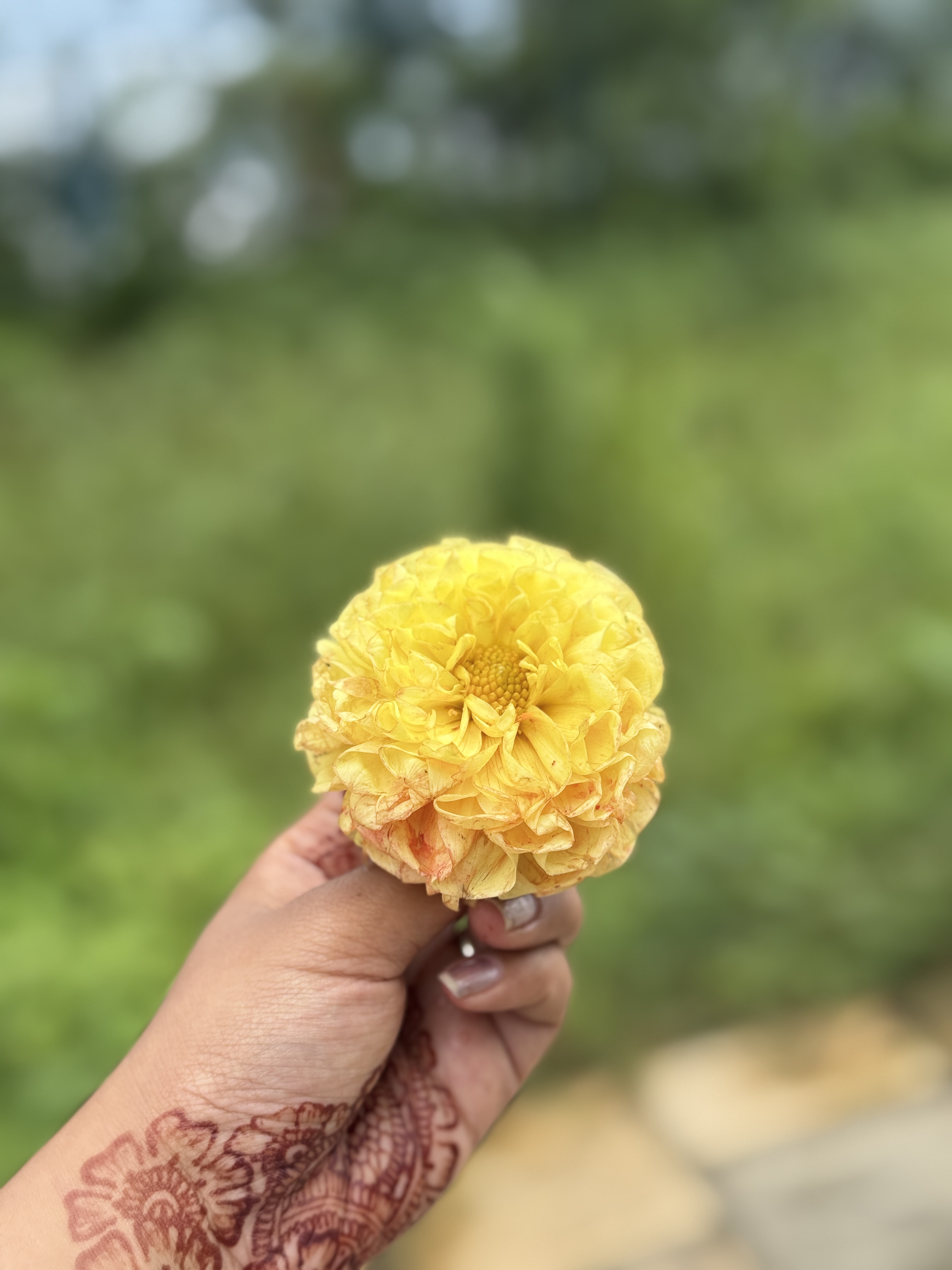 A hand with henna designs holds a bright yellow marigold flower against a blurred green background.